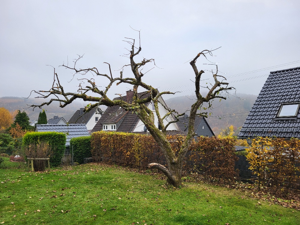 Baum & Heckenschnitt 6